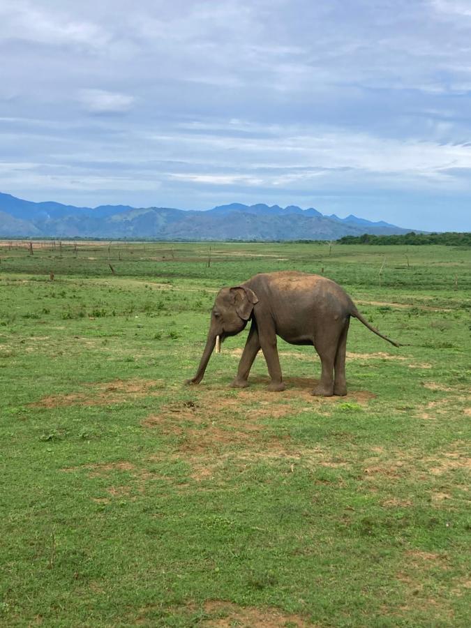 ホテル Amba Kola Udawalawa ウダワラウェ エクステリア 写真