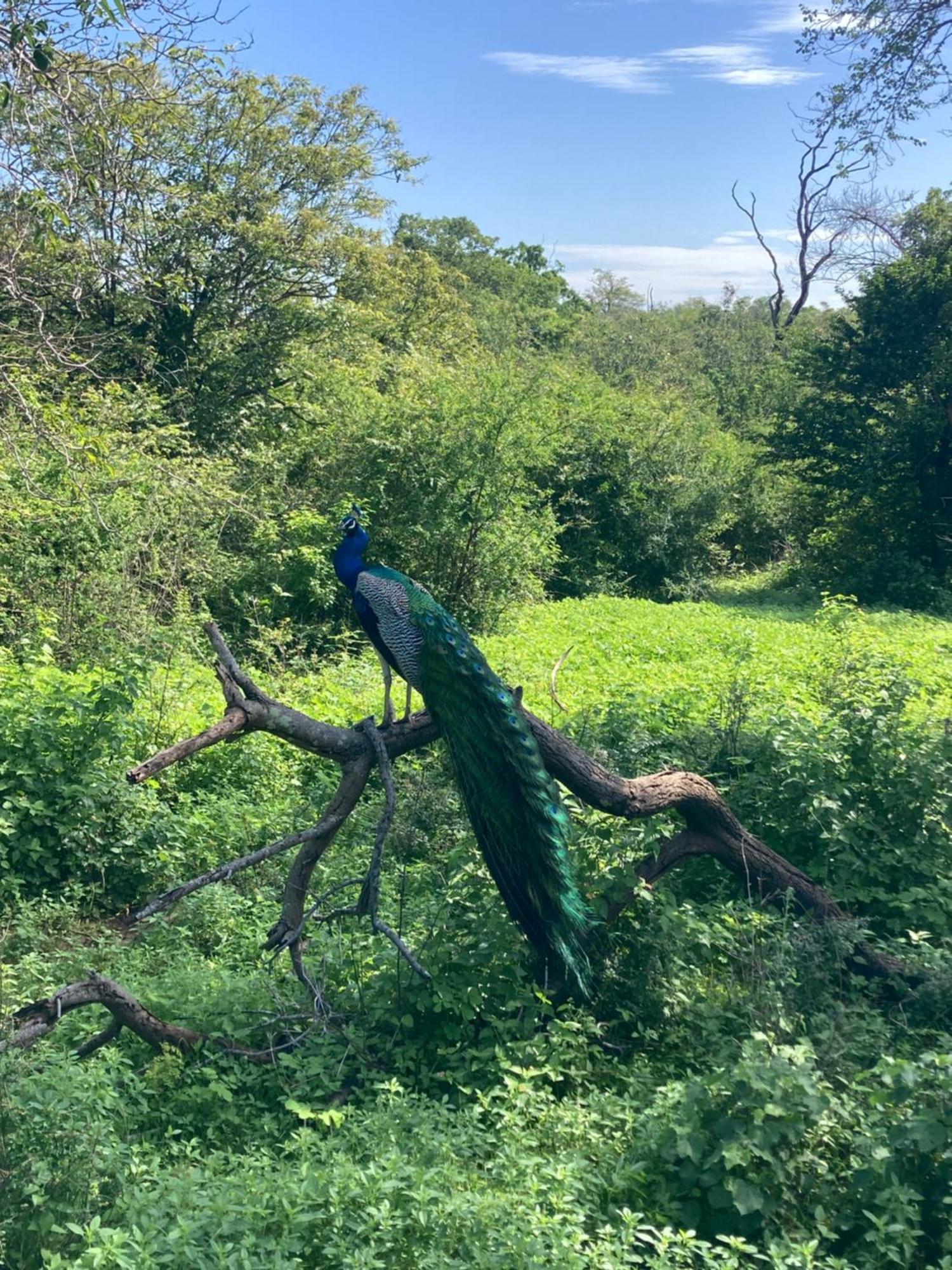 ホテル Amba Kola Udawalawa ウダワラウェ エクステリア 写真