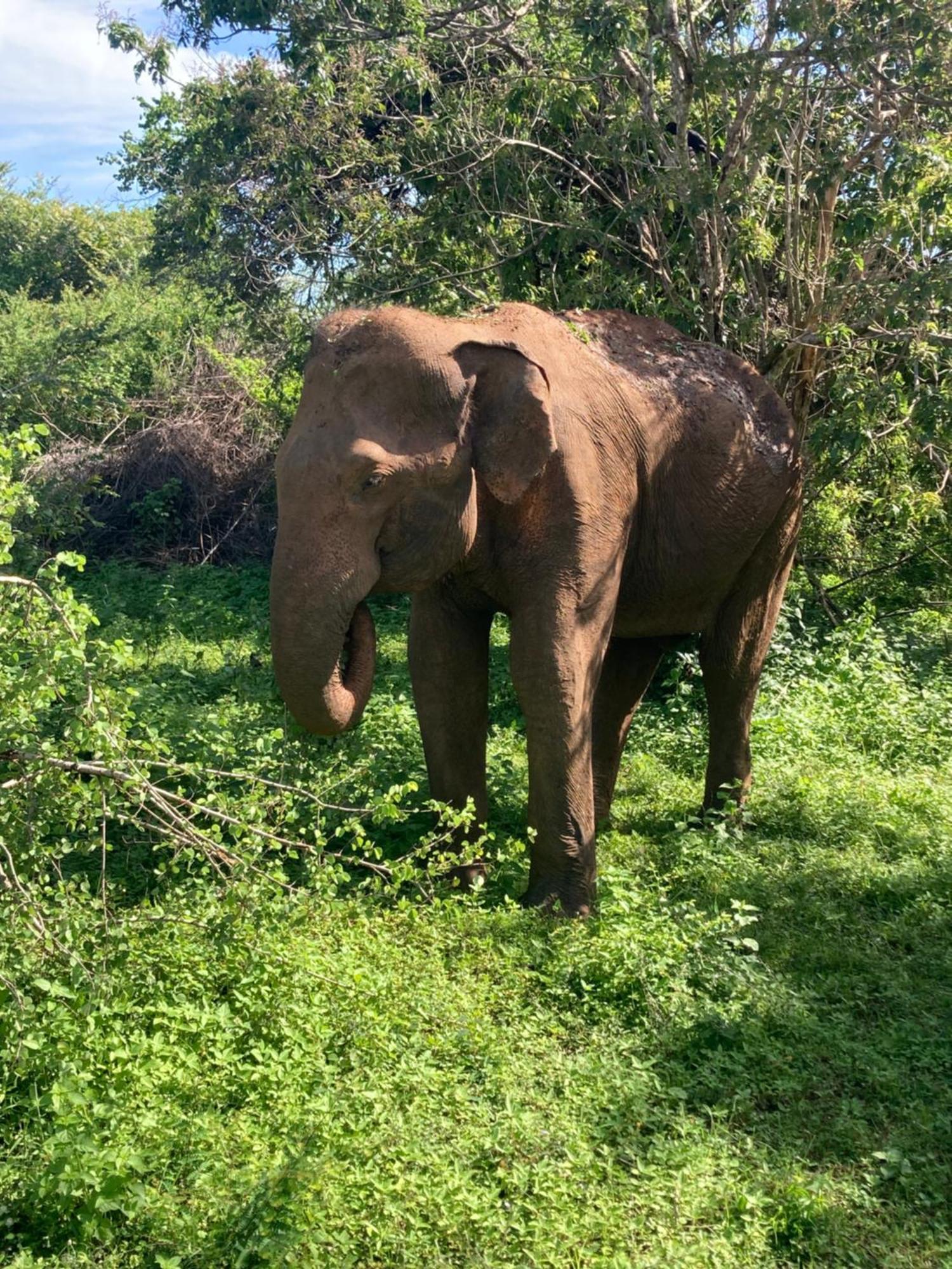 ホテル Amba Kola Udawalawa ウダワラウェ エクステリア 写真