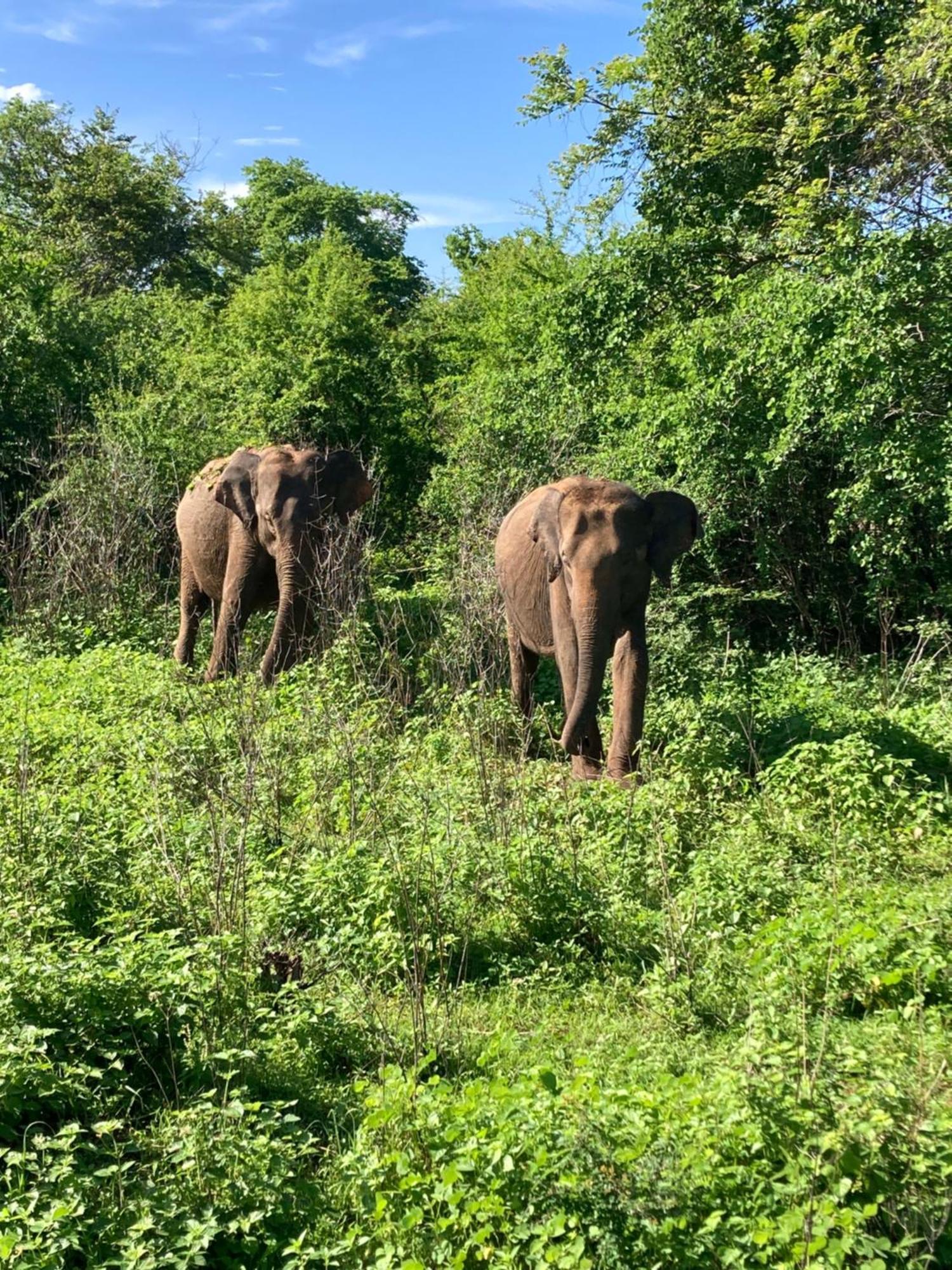 ホテル Amba Kola Udawalawa ウダワラウェ エクステリア 写真