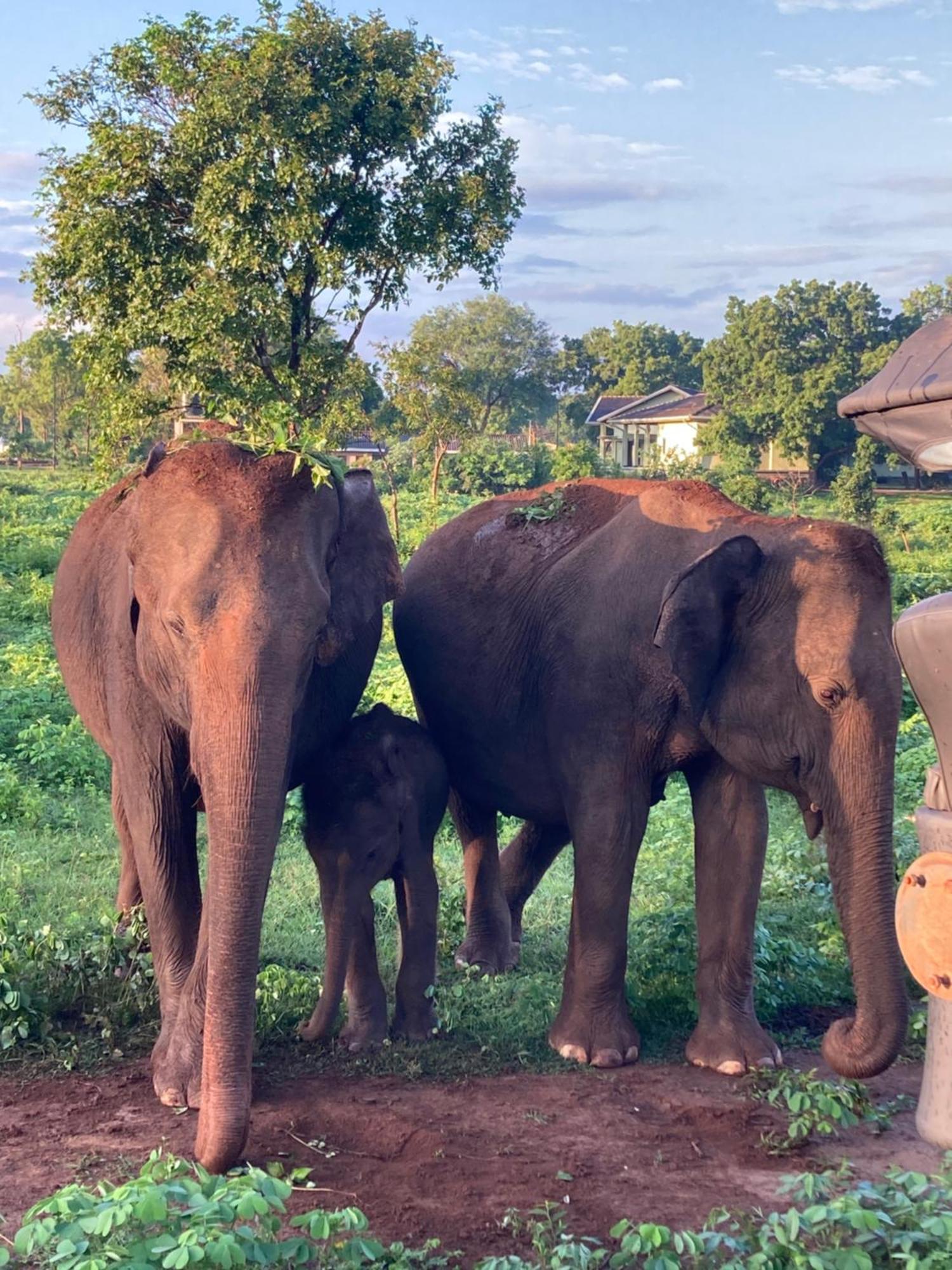 ホテル Amba Kola Udawalawa ウダワラウェ エクステリア 写真