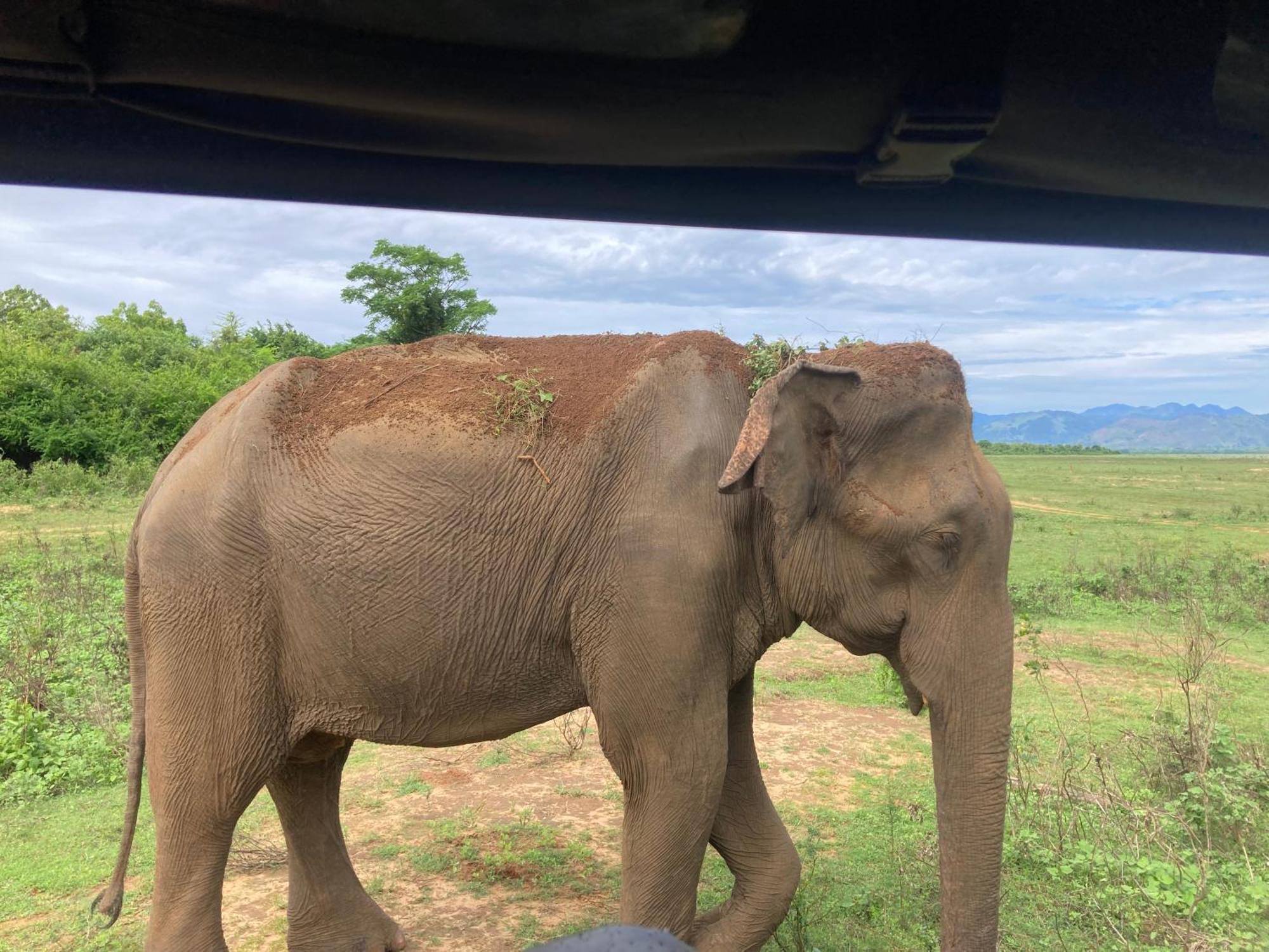 ホテル Amba Kola Udawalawa ウダワラウェ エクステリア 写真